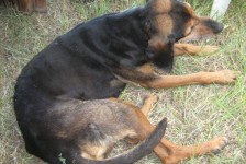 mariovo_224_20090715_1006497791