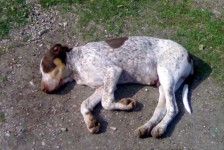 babino_15_20090807_1710925887